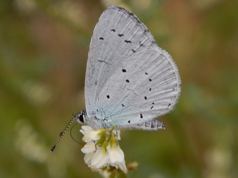 Lycaenidae da identificare/confermare